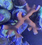 IMG_1032.jpg
