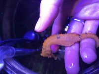 seahorse 1.jpg