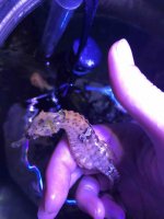 seahorse 2.jpg