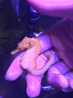 seahorse 3.jpg
