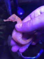 seahorse 4.jpg