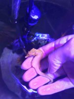 seahorse 5.jpg