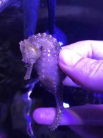 seahorse 6.jpg
