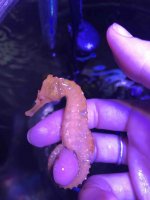 seahorse 7.jpg