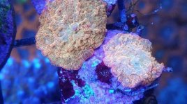 IMG_20190117_190703_187.jpg