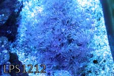 IMG_9425.JPG