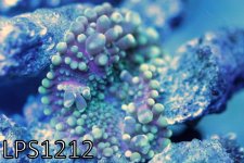 IMG_9416.JPG