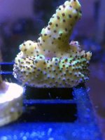 Acro.jpg