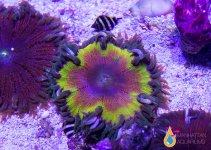 FLOWER ANEMONE12.jpg