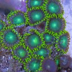 Dragon%20Eye%20Zoas-500x500.jpg