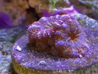 IMG_0209.jpg