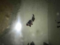 ImageUploadedByReefs2019-01-28 13:40:29 EST.jpg