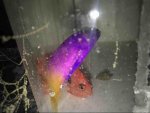 ImageUploadedByReefs2019-01-28 13:40:29 EST.jpg