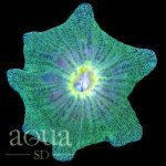 Teal_Haddoni_Carpet_Anemone_5_-_7_-_98_2048x2048.jpg