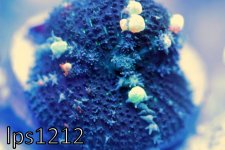 IMG_9411.JPG