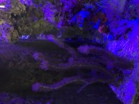IMG_1223.JPG