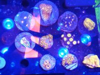 IMG_20190124_160956.jpg
