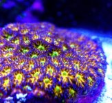 leptastrea.jpg