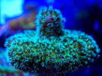 green birdsnest 2.jpg
