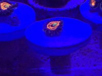 IMG_5358.jpg