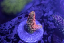 Acid Trip Millepora.jpg