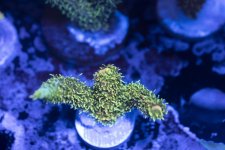 Green Millepora with some orange collalites.jpg