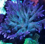 Tranquil Milleporam -mom.jpg