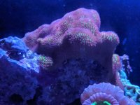 IMG_20190625_194648[1].jpg