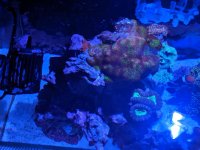 IMG_20190625_194656[1].jpg