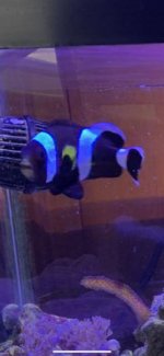 fish1.jpg
