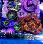 nirvana shrooms.jpg