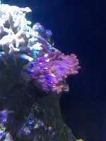 IMG_2559.jpg