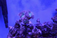 IMG_0346.jpg