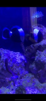 fish 2.jpg