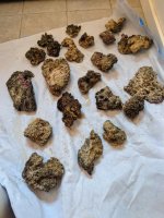 live rock laid out.jpg