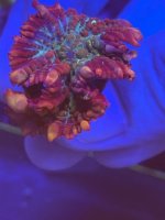 IMG_6605.JPG