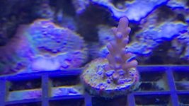 Acro.jpg