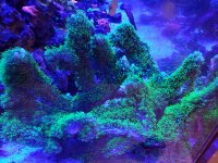 gsp 20190930_211645_resized.jpg