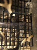 IMG_1700.jpeg