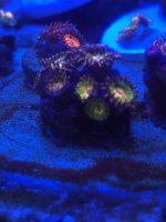 F1D242E5-40C5-4F80-99BC-514A3D947DE4.jpeg