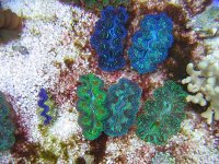 clams on right II.jpg