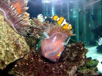 aquarium 024.jpg