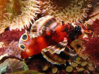Lionfish I.jpg