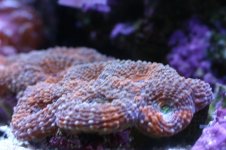 Tank thread Update 002.jpg