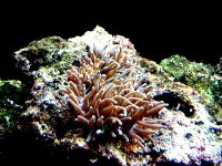 aquarium 035.jpg