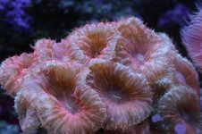 Tank thread Update 003.jpg