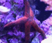 Star02.jpg