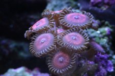Tank thread Update 004.jpg