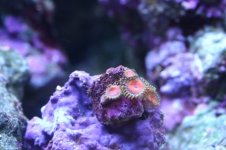 Tank thread Update 005.jpg