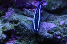 Tank thread Update 006.jpg